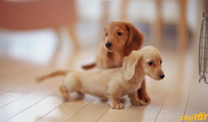 Dashshund không cần môi trường sống quá rộng rãi