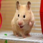 Mua Bán Chuột Hamster Đáng Yêu, Khoẻ Mạnh, Bán Nhanh Giá Tốt