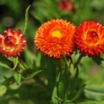 Bán Cây Cúc Bất Tử đẹp - Loài hoa không bao giờ phai tàn