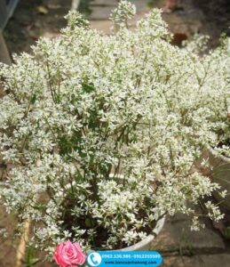 Cây Hoa Bạch Tuyết Trắng Tinh Khôi - bancuanhanong