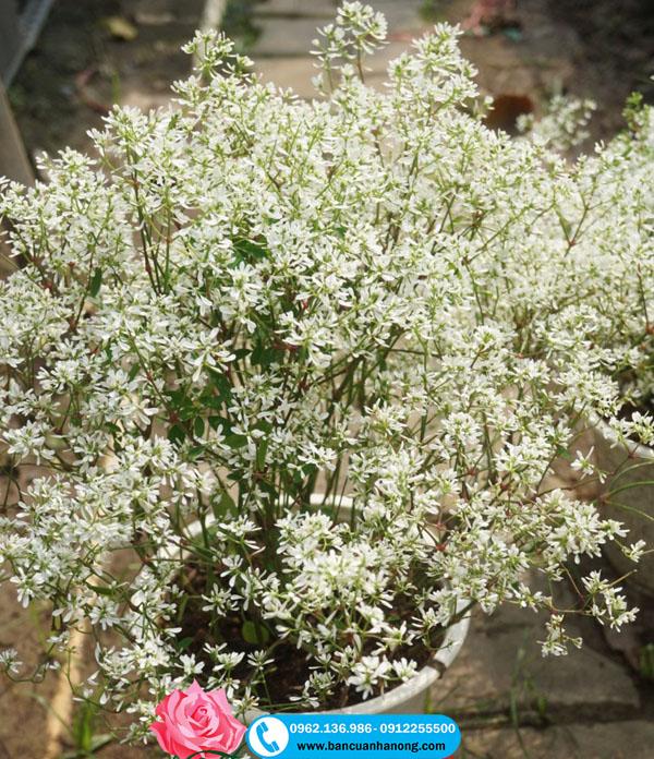 Cây Hoa Bạch Tuyết Trắng Tinh Khôi - bancuanhanong