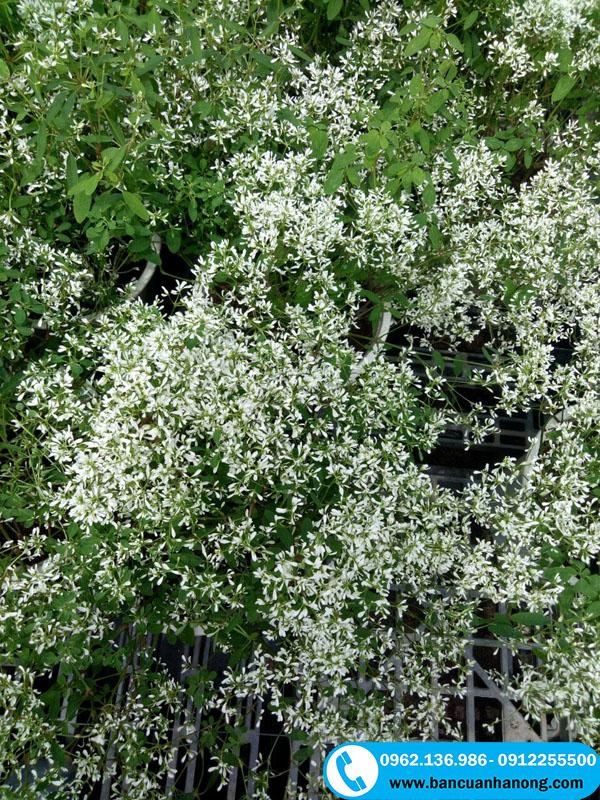 Cây Bạch tuyết thuộc thân thảo và mọc bụi