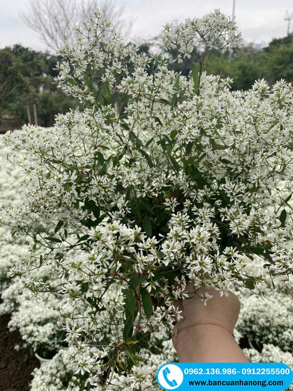 Cây bạch tuyết màu trắng tinh khôi