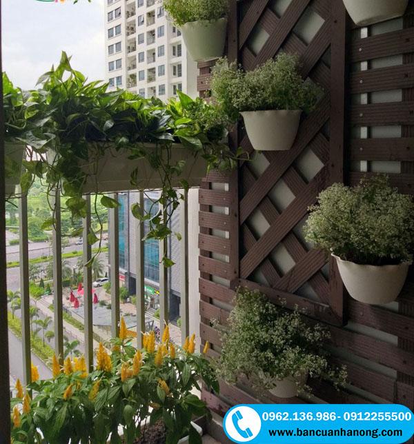 Cây hoa bạch tuyết ứng dụng trồng treo tường ban công