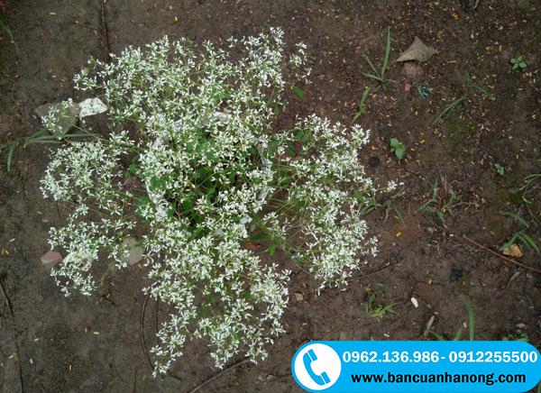 Trồng giống cây bạch tuyết theo phương pháp giâm cành