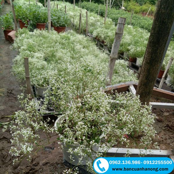 Cây bạch tuyết đang chăm sóc tại vườn và hoa nở rộ