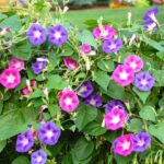 Hoa bìm bìm – loài hoa dại nhưng có sức thu hút mạnh mẽ