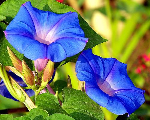 Hoa bìm bìm đại diện cho sức mạnh, ý chí vươn lên, sự kiên định