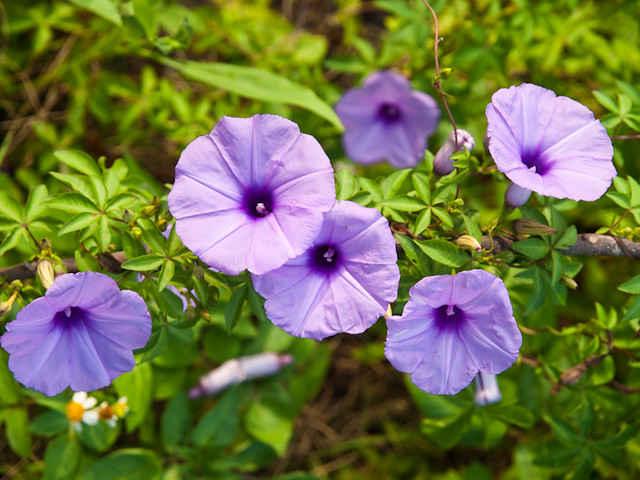 Hoa bìm bìm không chỉ đẹp mà còn mang đến nhiều công dụng