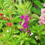 Bóng nước: Không chỉ là loài cây trồng làm cảnh - YouMed