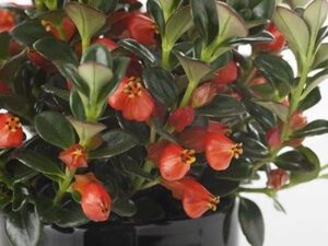 Bí quyết sở hữu một chậu cây cá vàng lung linh | Nông nghiệp phố