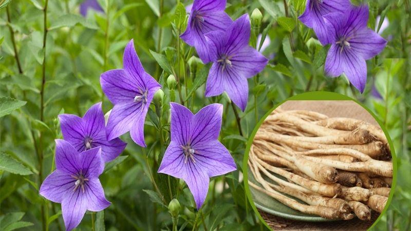 Cát cánh là gì? Lợi ích của cát cánh đối với sức khỏe