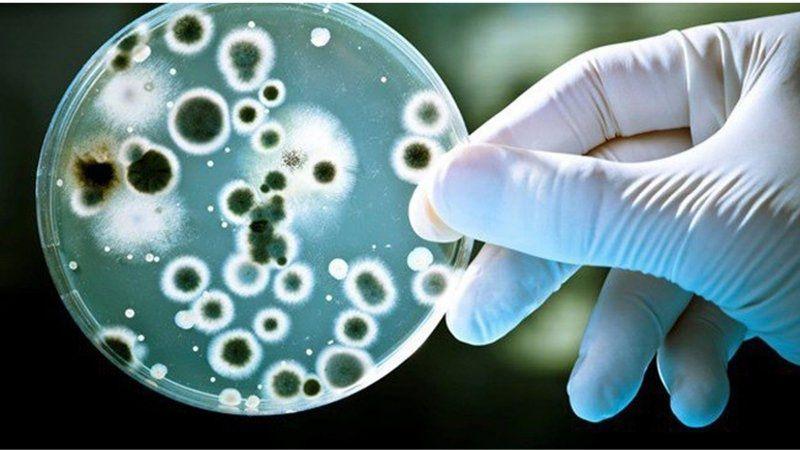 Nước sắc từ cây cát cánh có thể gây ức chế được hầu hết các loại nấm gây bệnh trên da