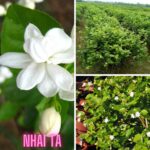 TỔNG HỢP CÁC LOẠI HOA TRỒNG SÂN VƯỜN CÔNG TRÌNH