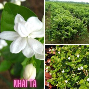 TỔNG HỢP CÁC LOẠI HOA TRỒNG SÂN VƯỜN CÔNG TRÌNH