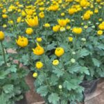 Cúc Pha Lê - Loài hoa trong văn hóa tín ngưỡng của người Việt