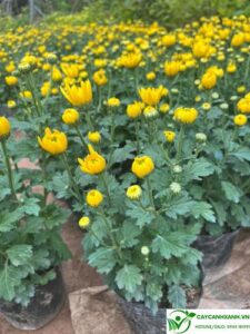 Cúc Pha Lê - Loài hoa trong văn hóa tín ngưỡng của người Việt