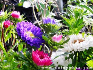 Hoa Cúc Thúy • Sài Gòn Hoa 2023