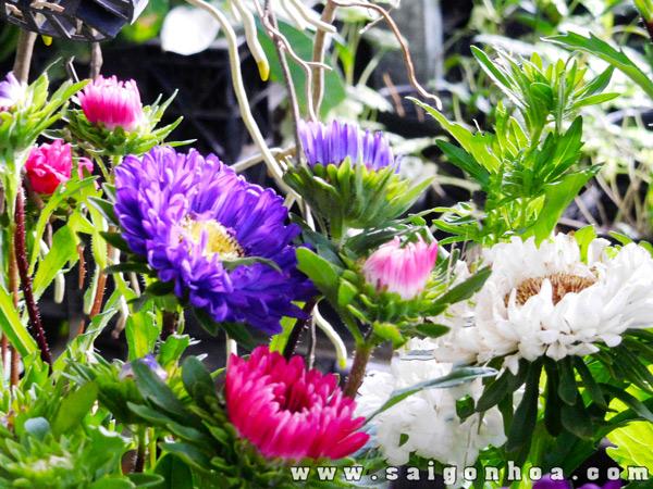 Hoa Cúc Thúy • Sài Gòn Hoa 2023