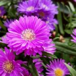 Ý Nghĩa Hoa Cúc Tím Trong Tình Yêu Và Cuộc Sống - Ông Bụt