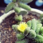 Mua hoa đá để bàn ở đâu giá rẻ? - Web cây cảnh