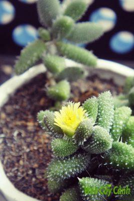 503sen-da-trong-chau-2