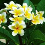 Cây Đại: Bông hoa thơm đẹp mắt và loài cây làm thuốc - YouMed