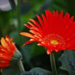 Phân Biệt Hoa Đồng Tiền Kép Và Hoa Đồng Tiền Đơn - NAMIX