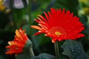 Phân Biệt Hoa Đồng Tiền Kép Và Hoa Đồng Tiền Đơn - NAMIX