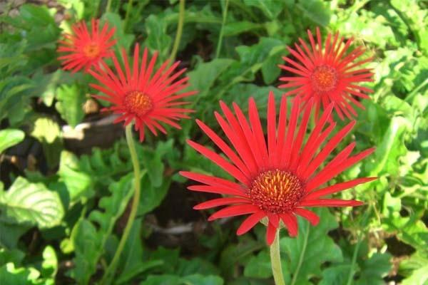 hoa đồng tiền đơn