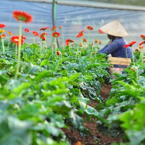 Trồng hoa đồng tiền Tết