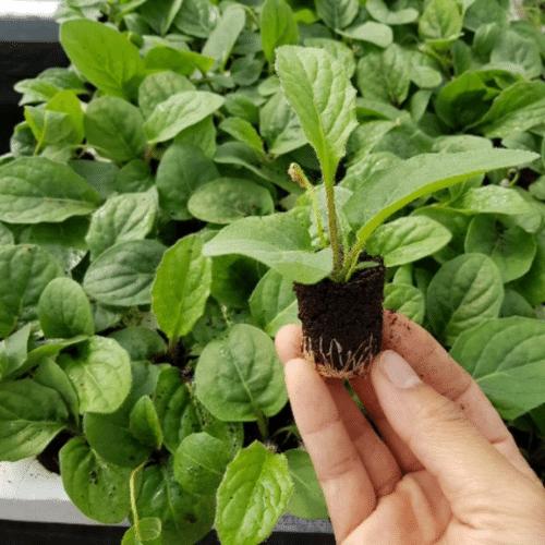 Cách trồng và chăm sóc bội thu vụ Tết - Hoa đồng tiền - Sfarm