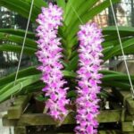 Lan Đuôi Cáo: Cách trồng và chăm sóc đầy đủ nhất - Sfarm