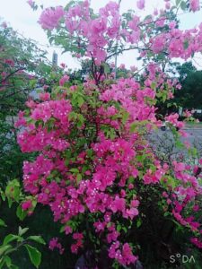 Cây hoa giấy - Giá bán, đặc điểm, ý nghĩa, cung cấp và chăm sóc