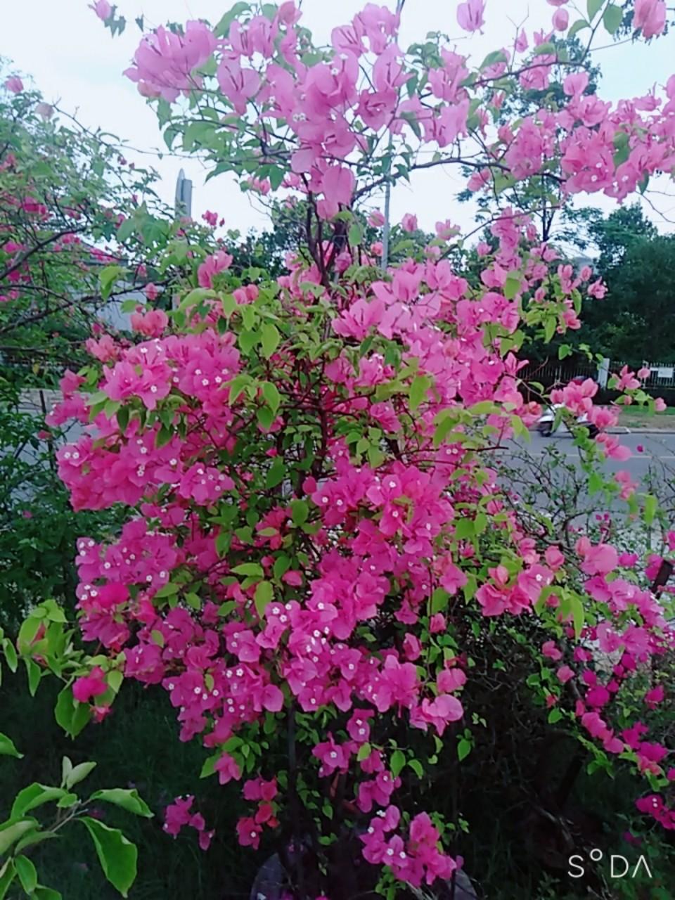 Cây hoa giấy - Giá bán, đặc điểm, ý nghĩa, cung cấp và chăm sóc