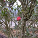 HOA HẢI ĐƯỜNG: Ý nghĩa - Nguồn gốc - Tặng cho ai, dịp nào?