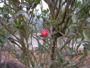 HOA HẢI ĐƯỜNG: Ý nghĩa - Nguồn gốc - Tặng cho ai, dịp nào?