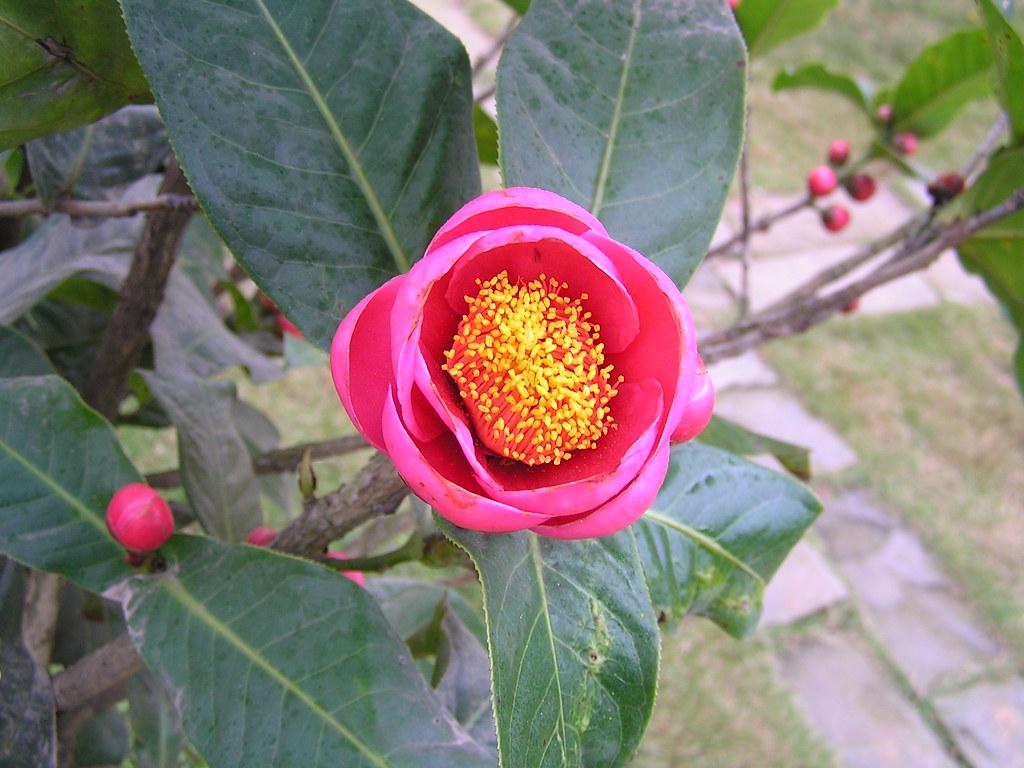 Hình ảnh hoa hải đường đẹp nhất