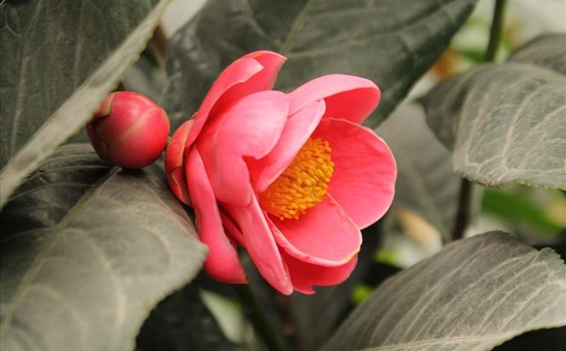 Hình ảnh hoa hải đường đẹp nhất