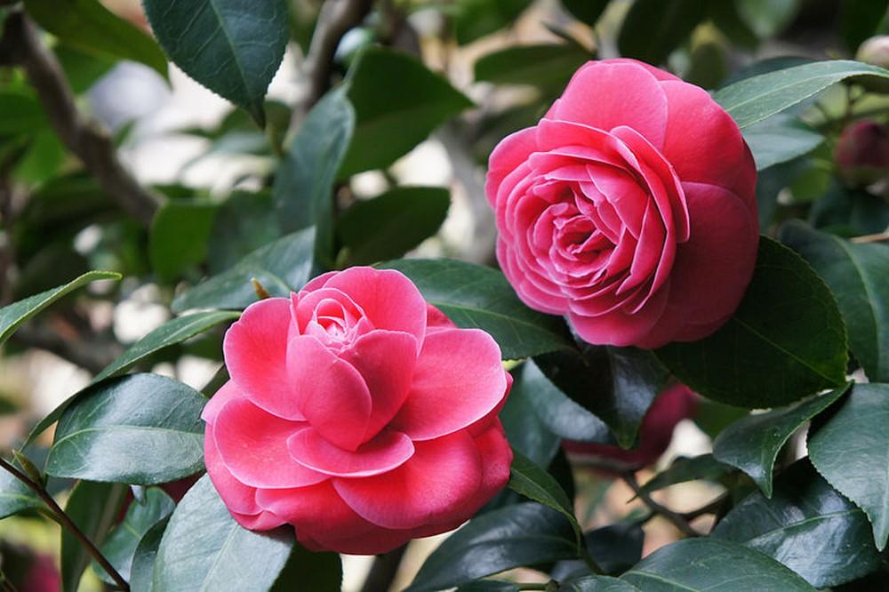 Hình ảnh hoa hải đường đẹp nhất