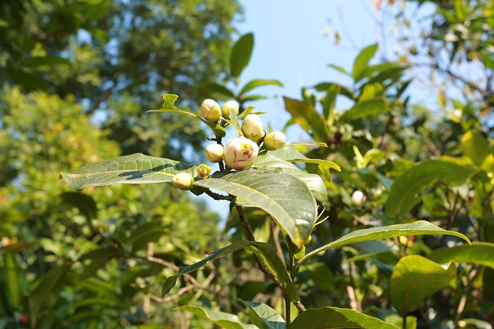 Hình ảnh hoa hải đường đẹp nhất
