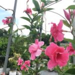 Hoa hồng anh kép - MỘC NHIÊN FARM