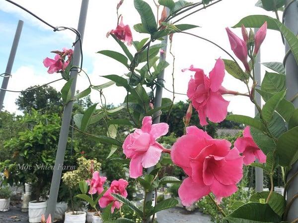 Hoa hồng anh kép - MỘC NHIÊN FARM