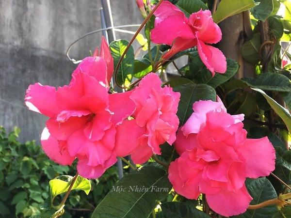 Hoa hồng anh cánh kép làm cho khu vườn bạn thêm duyên dáng và sinh động.