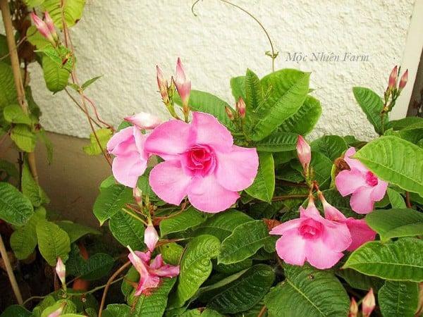 Hoa hồng anh thường được trồng làm cây trang trí, cho bóng mát và không gian thêm đẹp.