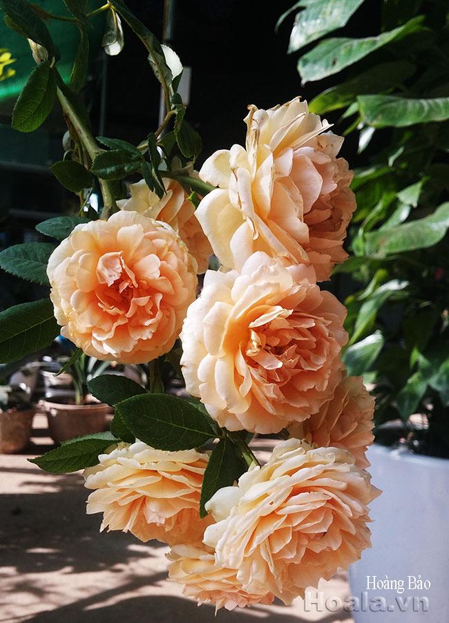 hoa hong leo hoang bao