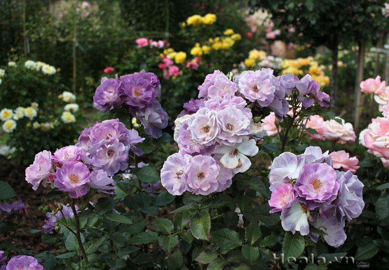 gian hoa hong leo nhu mong