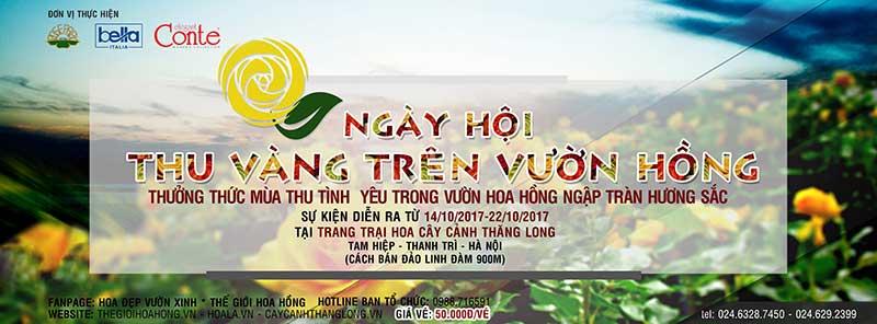Hoa hồng leo Diễm lam sắc tím thơ mộng