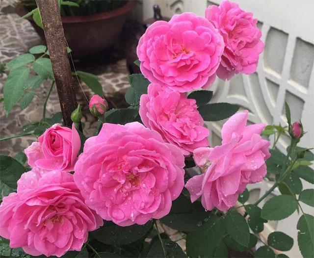 Hoa hồng nào có hương thơm nhất - Hồng cổ son.