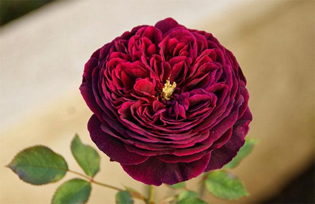 Prince Rose - Hoa hồng hoàng tử